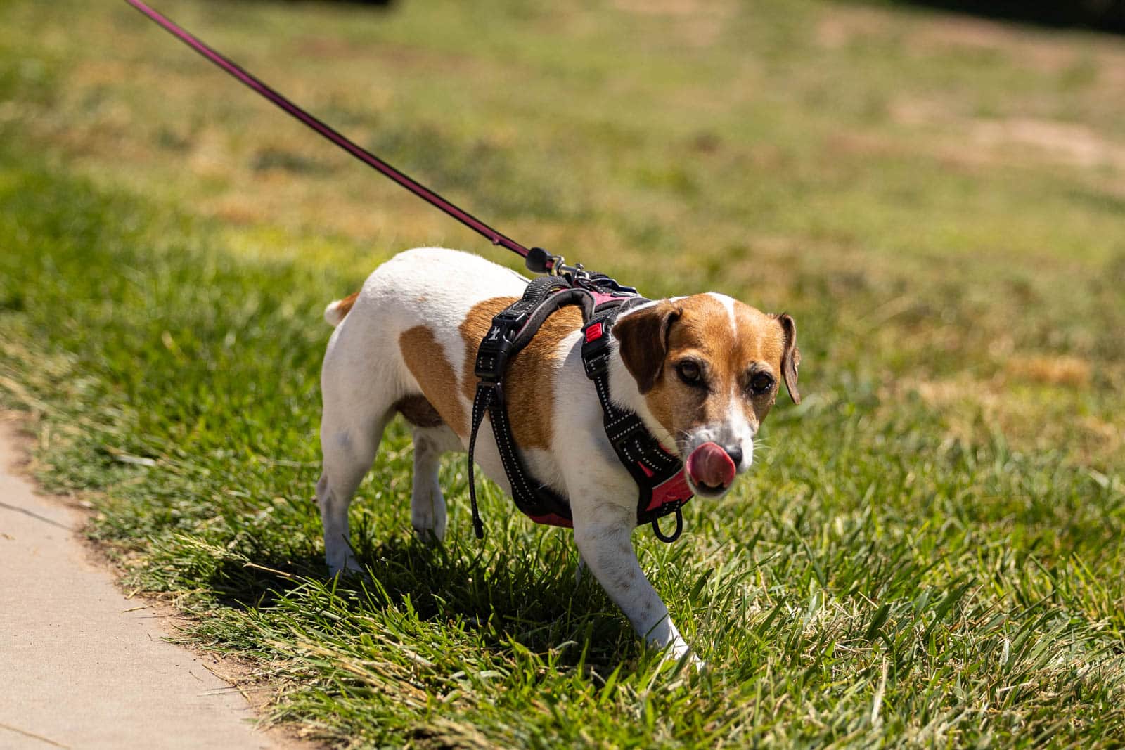 Small white and brown dog in a black harness on a pink leash walking through sunny grass by a sidewalk, licking its lips.