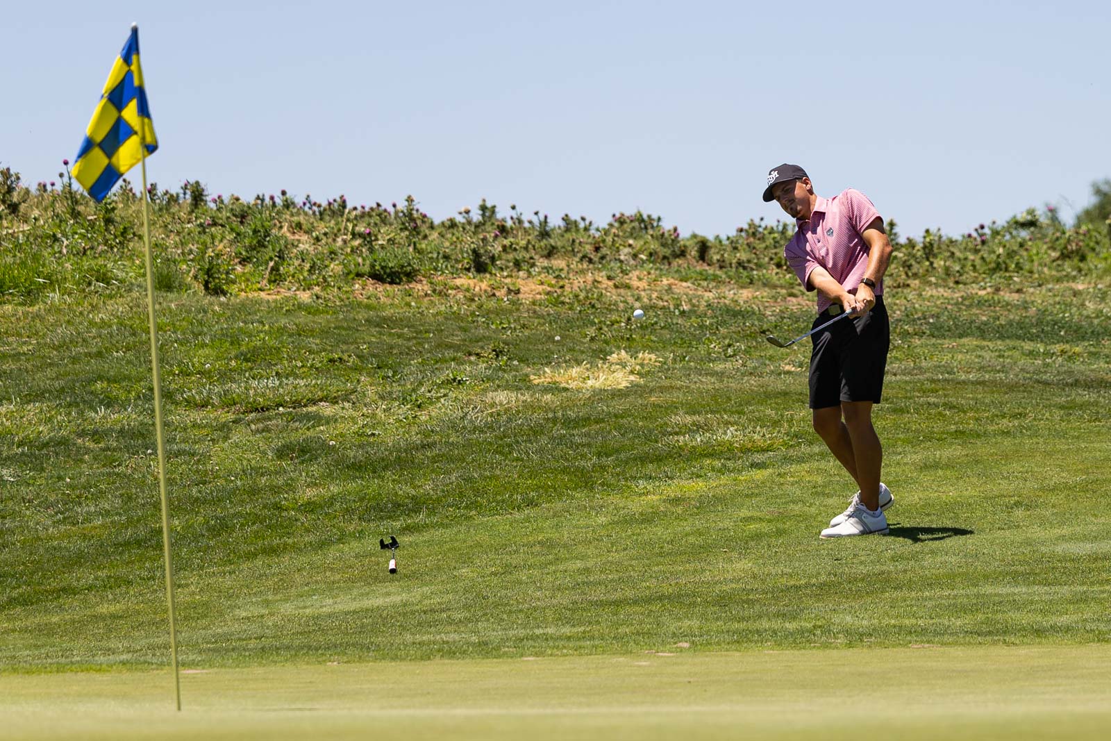 Golfer in pink polo and cap chipping toward the hole on a green, flagstick visible on the left under a sunny blue sky.