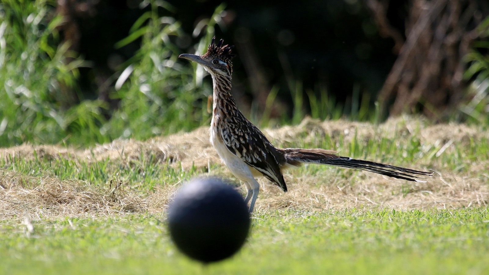 A crested wading bird with brown and white spotted plumage standing on dry grass, facing left.