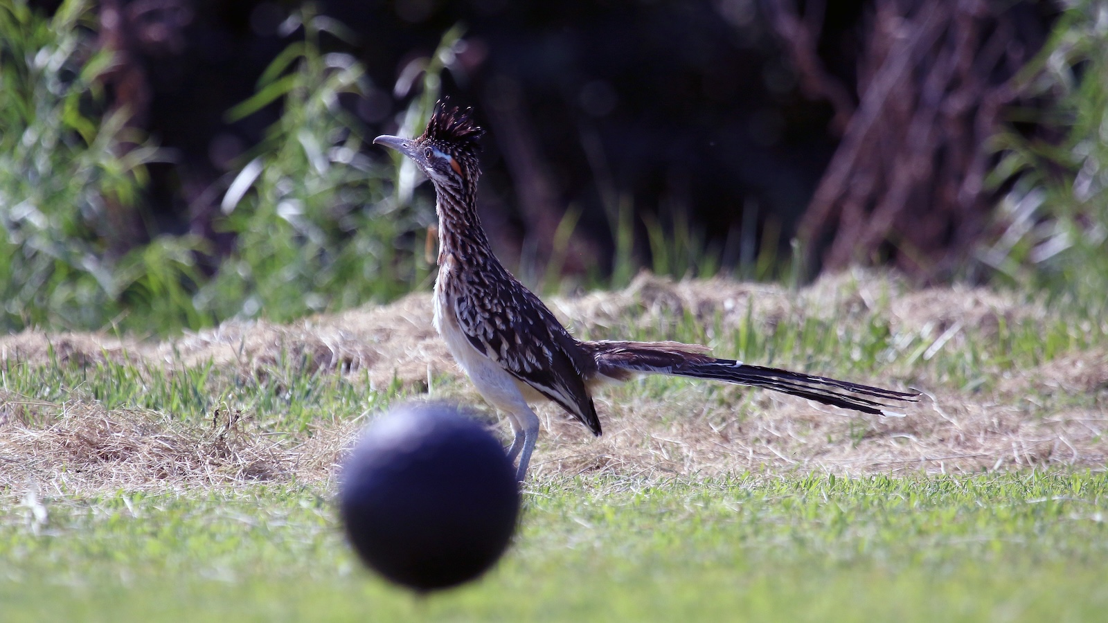 Crested bird with long tail standing on a grassy wetland edge, facing left.