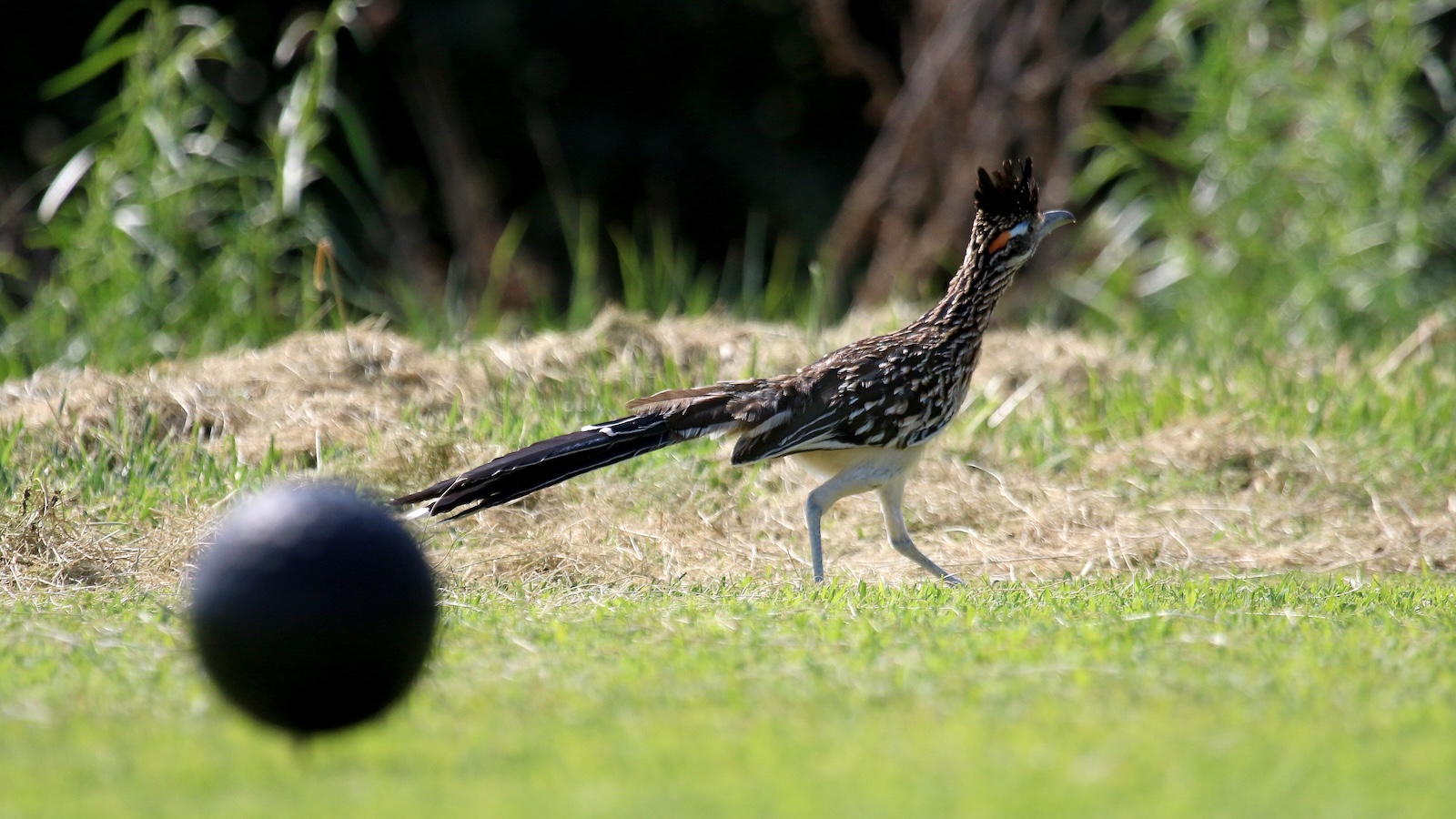 Crested, speckled brown bird with a long black tail walking across a grassy field.