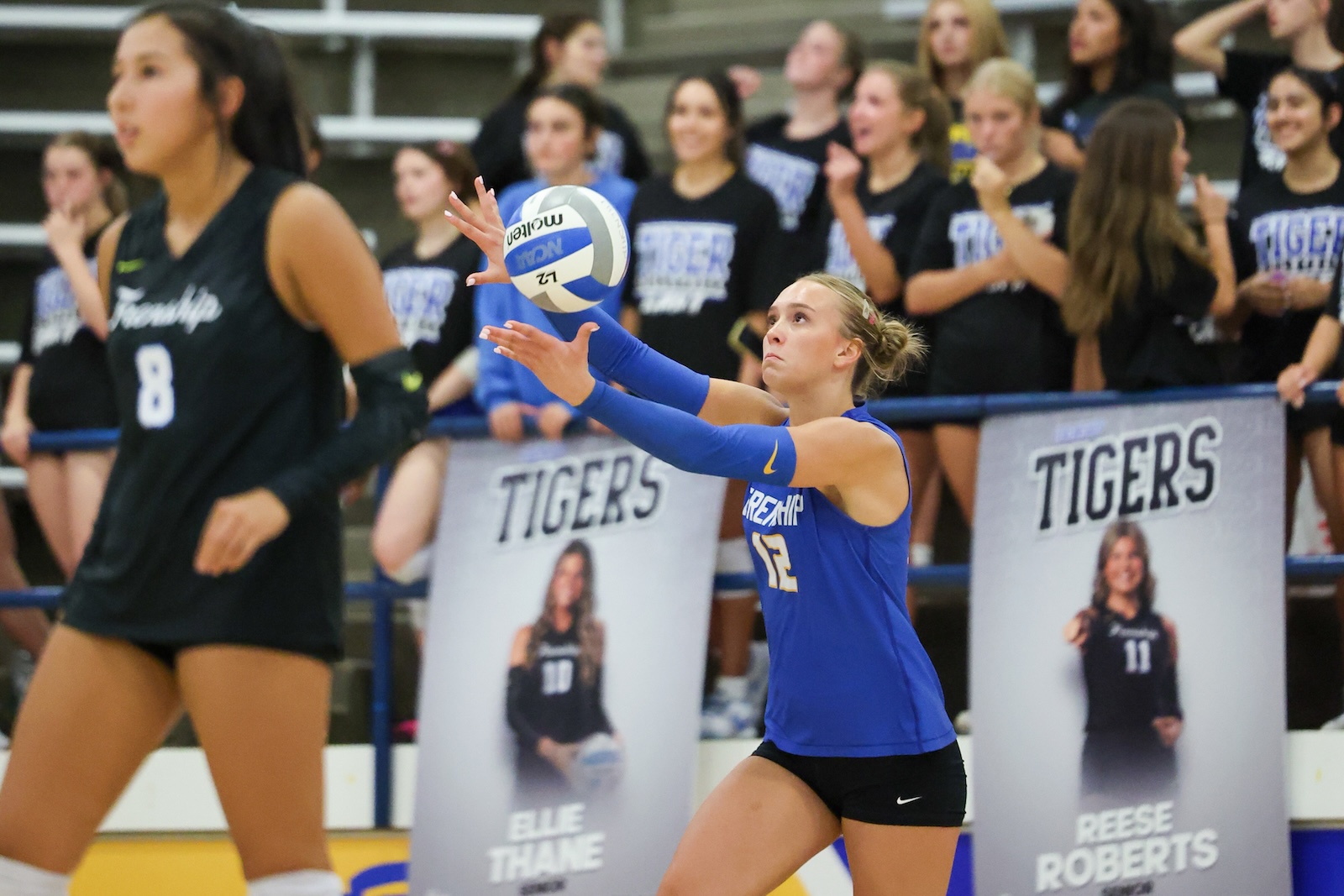 Seabolt Chase-26378 | Press Pass Sports Female volleyball player in a blue jersey (#12) sets the ball during a match, with fans and banners reading 'TIGERS' in the background.