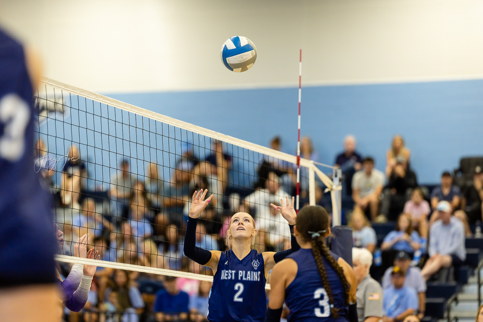 canyon-vs-west-plains-jpegJoe-volleyball-pps-21 | Press Pass Sports Female volleyball player in a blue West Plains jersey #2 rises to set the ball over the net with a cheering crowd in the background.